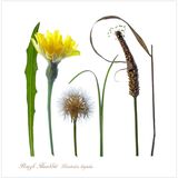 Rough Hawkbit