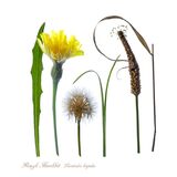 Hawkbit