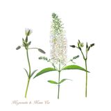 Mignonette & Mouse Ear