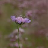 Field Scabious