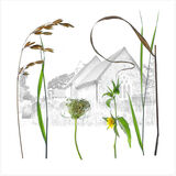 Flora Sussex Churchyards2