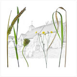 Flora Sussex Churchyards5