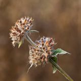 Greater Burdock