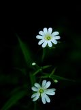 Greater Stitchwort