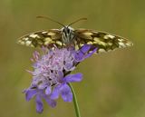 Marbled White