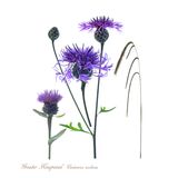 Greater Knapweed