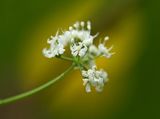 Pignut