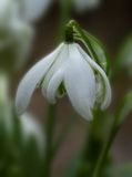 Snowdrop