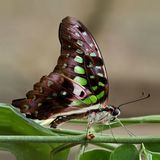 Swallow Tail (Captive)
