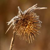 Teasel