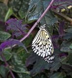 Tree Nymph (Captive)