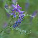 Tufted Vetch
