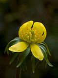 Winter Aconite