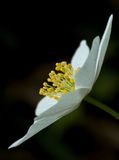 Wood Anemone