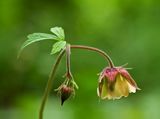Wood Avens