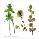 Yellow Rattle