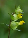 Yellow Rattle