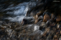Acqua e pietre 1 Torrente San Pellegrino (Trentino Alto Adige)