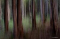 Alberi 1 (Trentino Alto Adige)