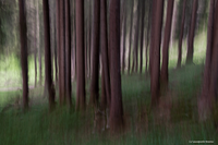 Alberi 2 (Trentino Alto Adige)