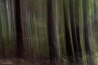 Alberi 3 (Trentino Alto Adige)