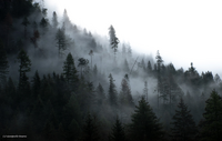 Nuvole mattutine tra gli alberi dalla Val di Fassa verso passo SanPellegrino (Trentino Alto Adige)