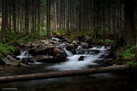 Torrente San Pellegrino (Trentino Alto Adige)