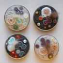 petri dishes