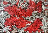 - Frozen Berries -