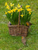 Mr and Mrs Robin on Daffodil Basket