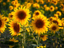 Sunflowers in Hertfordshire