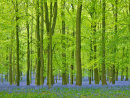 Tall Beeches and bluebells at Dockey Wood