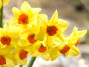 Spring Daffodils
