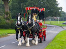 Thwaites Brewery Shire Horses