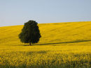 Beech Tree in a Yellow Oilseed-Rape Field