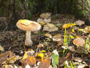 Fly Agaric Pair