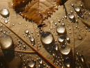 Fly and a Rain Marble