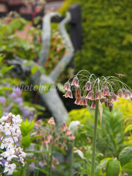 Statue at Chenies Manor Garden with Bee on Sicilian Bells