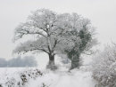 Winter Oaks
