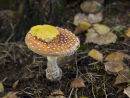 Fly Agaric with Leaf