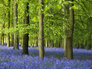 Dockey Wood Bluebells, Ashridge