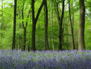 Bluebell Woodland