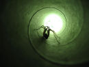 Spiderphobia?