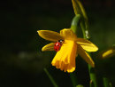 Ladybird on Yellow Daffodil