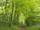 Enchanted Woodland