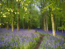 Bluebells