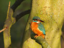 Kingfisher by the Ver