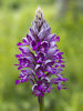 Military Orchid