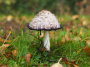 Shaggy Ink Cap