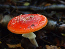Fly Agaric Mushroom